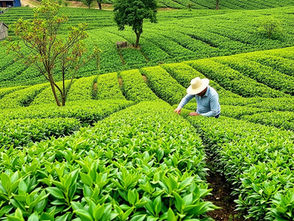 How to Grow Tea