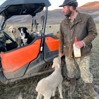 Tyler bottle lamb dogs.jpeg