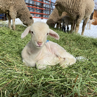 lamb w sheep behind.jpeg