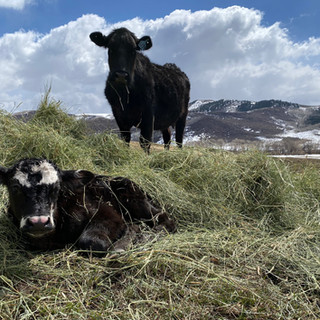 cows in hay.jpeg