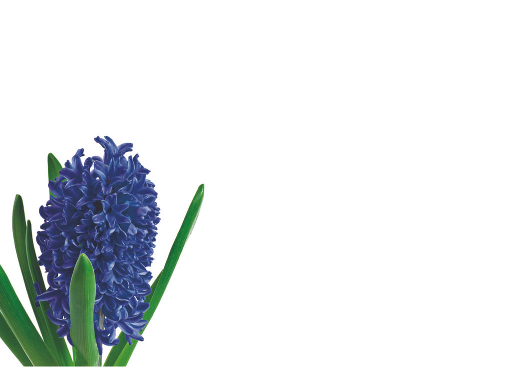 Blue hyacinth flower