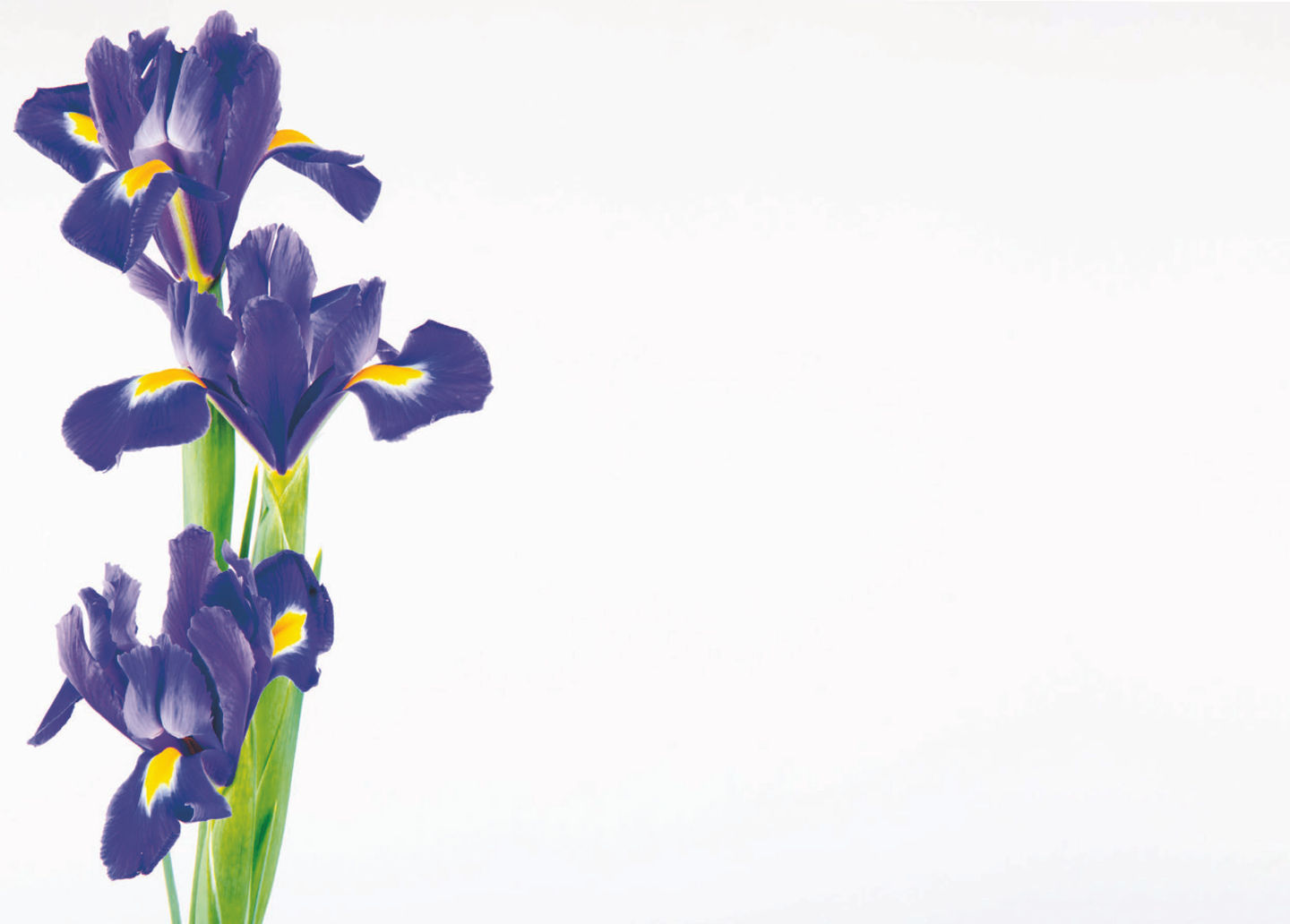 Purple iris flowers