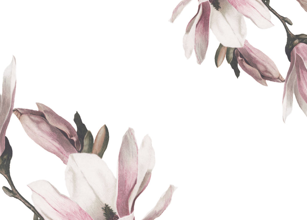 Magnolia blossoms framing a white background