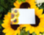 Blank card with sunflowers on real sunflowers