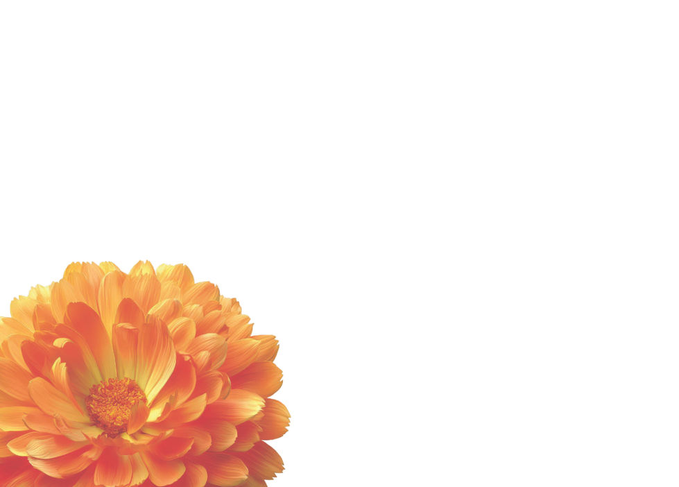 Orange flower with many petals