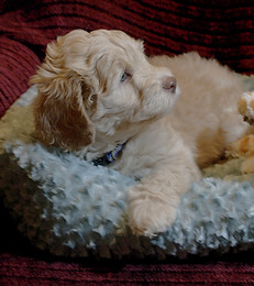 Labradoodle Puppy