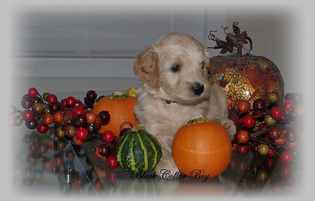 Labradoodle Puppy