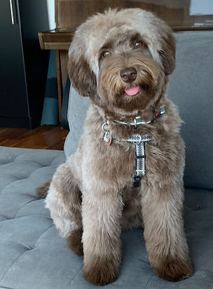 Australian Labradoodle