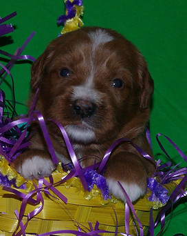 Australian Labradoodle Puppy