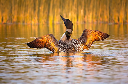 Loon in Golden Light.jpg