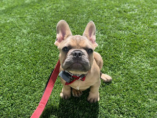 Logan | French Bulldog | Monrovia, CA | In - Training