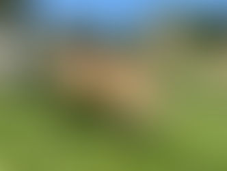 Chip | Golden Retriever | Los Angeles, CA | In-Training