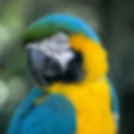 Other Animals.webp