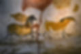 Pinturas rupestres de la cueva de Lascaux (ca. 17 000‑20 000 a.C.). Representan animales emblemáticos en composiciones narrativas que anticipan formas tempranas de ocupar el territorio simbólico.