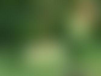 Know Your Food Plate: Raw Mango