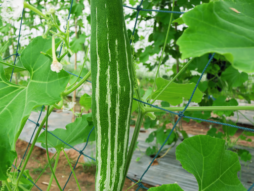 Know Your Food Plate: Snake Gourd (Chichinda)