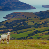 New Zealand is a Wine Powerhouse