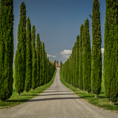 The Wines of Montalcino