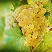 The Noble Riesling Grape