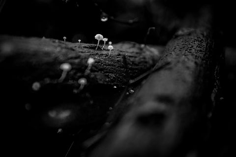 DSC_9475-5.jpg