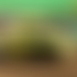 Confira os depoimentos dos pilotos sobre o novo Stock Car