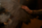 Shaman Peace Healing shamanic sessions coaching classes workshops cleansings blessings ceremonies retreats