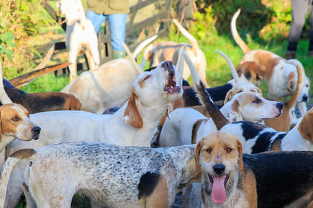 hounds.jpg