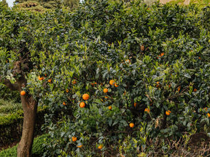 La Dolce Vita Retreat