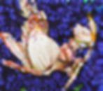蘭