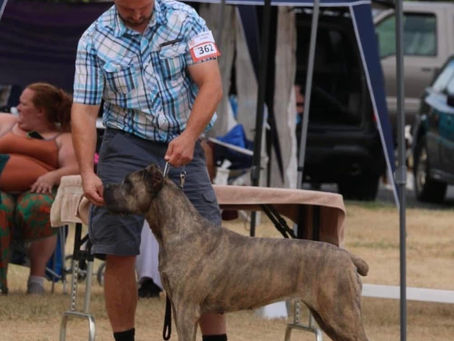 2024 NEWS  - Our girl "ALASKA" received title  for  TOP points rated Cane Corso in UKC history, Number #1 Cane Corso for 2023!!! 