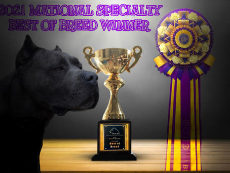 2022  WESTMINSTER INVITATION  FOR OUR BOY BISS GCHS     CH BOHEMIA ICEMAN !!!!!!!
