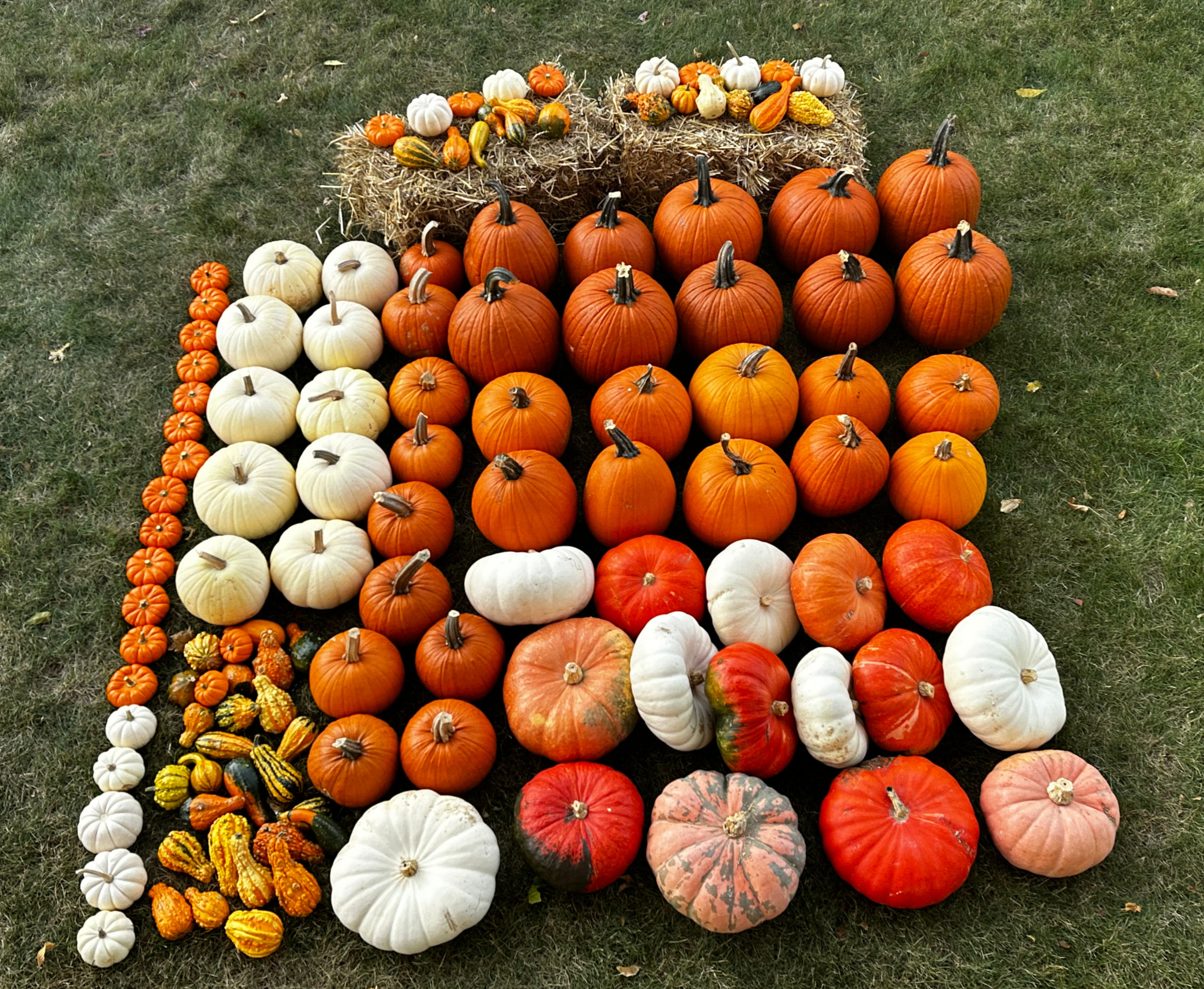 The Great Pumpkin Package - XL