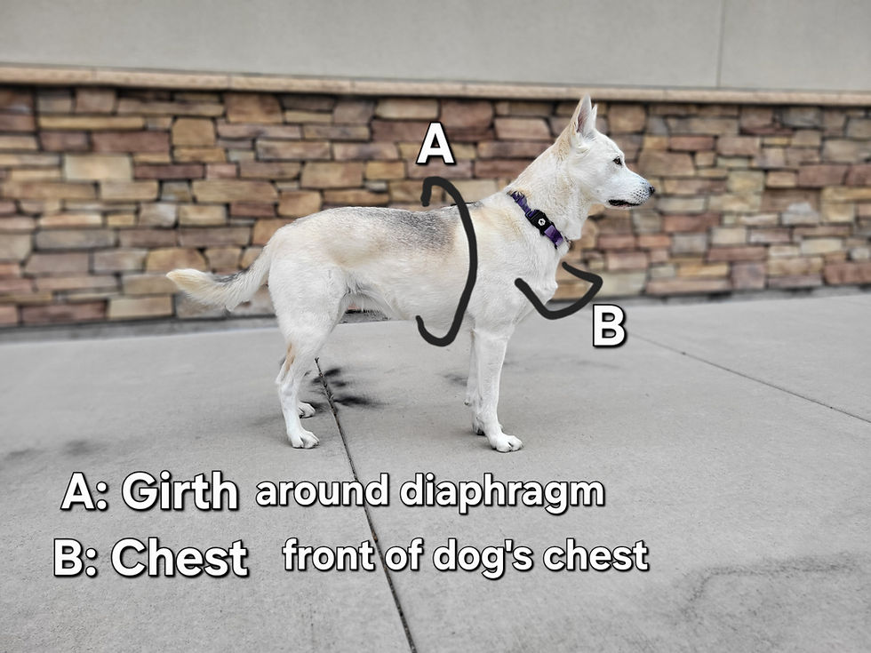 Side profile of a white & silver Husky mix standing parallel to a brick wall with location of where to measure for the vest