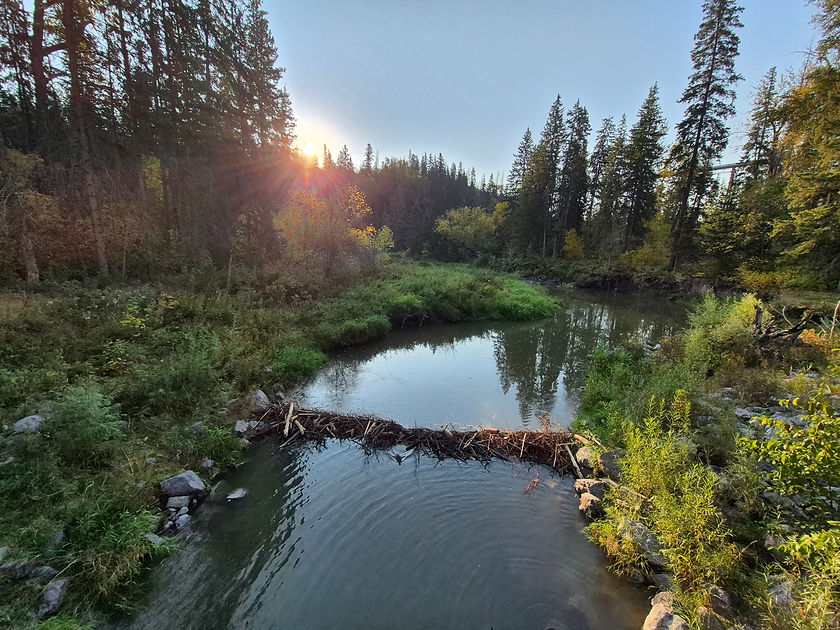 beaver dam for TKH.jpg