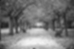 Tree canopy