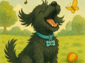 Kiwi the Cockerpoo singing in the park