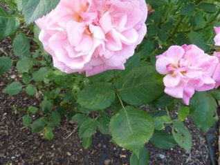 Gedanken zum Thema "WAHRHEIT"