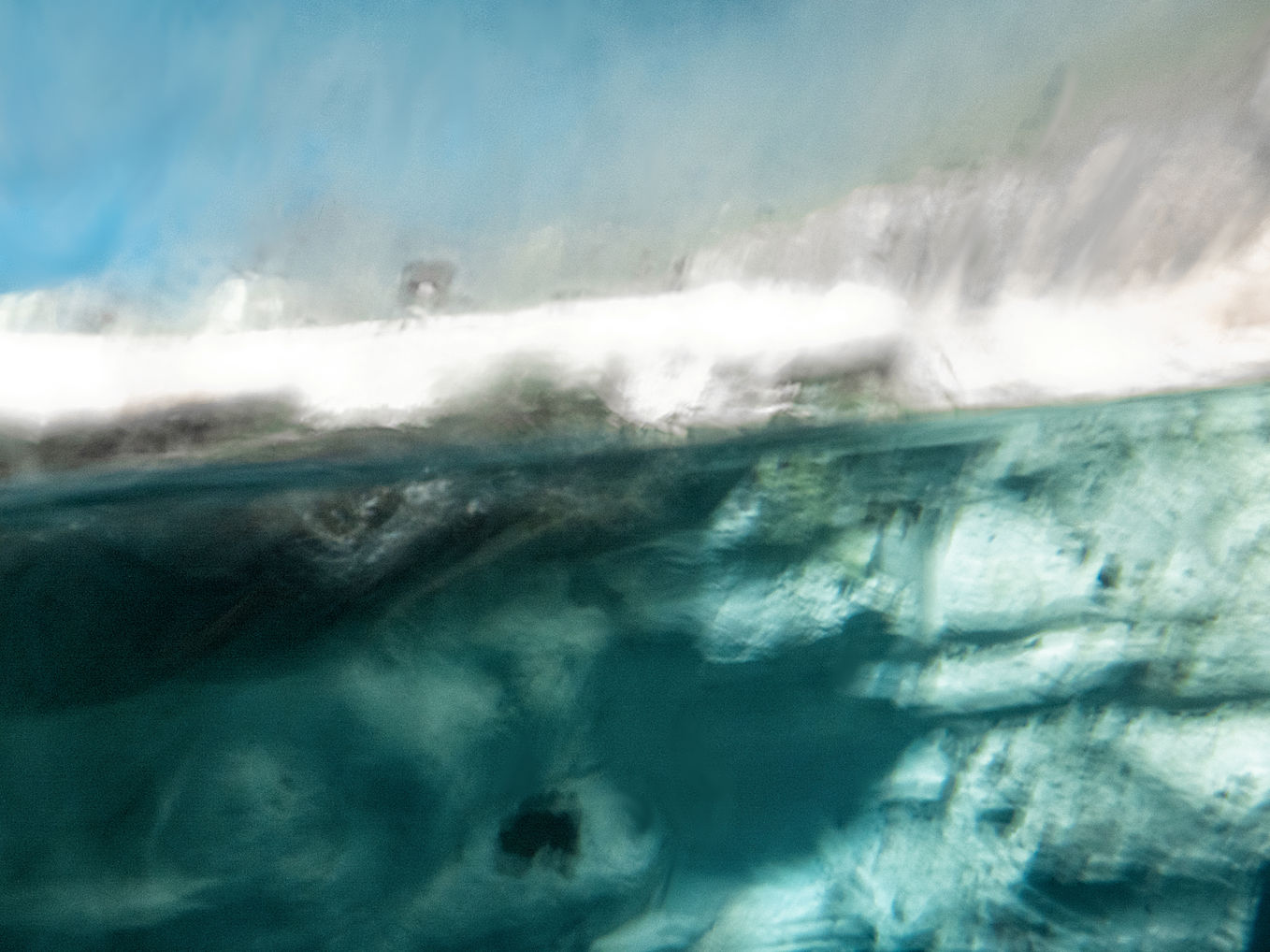 ballena onírica