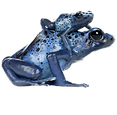 blue frogs (4)_edited.png
