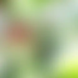 Starmaya Cinsine Yakından Bakış