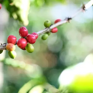 Starmaya Cinsine Yakından Bakış