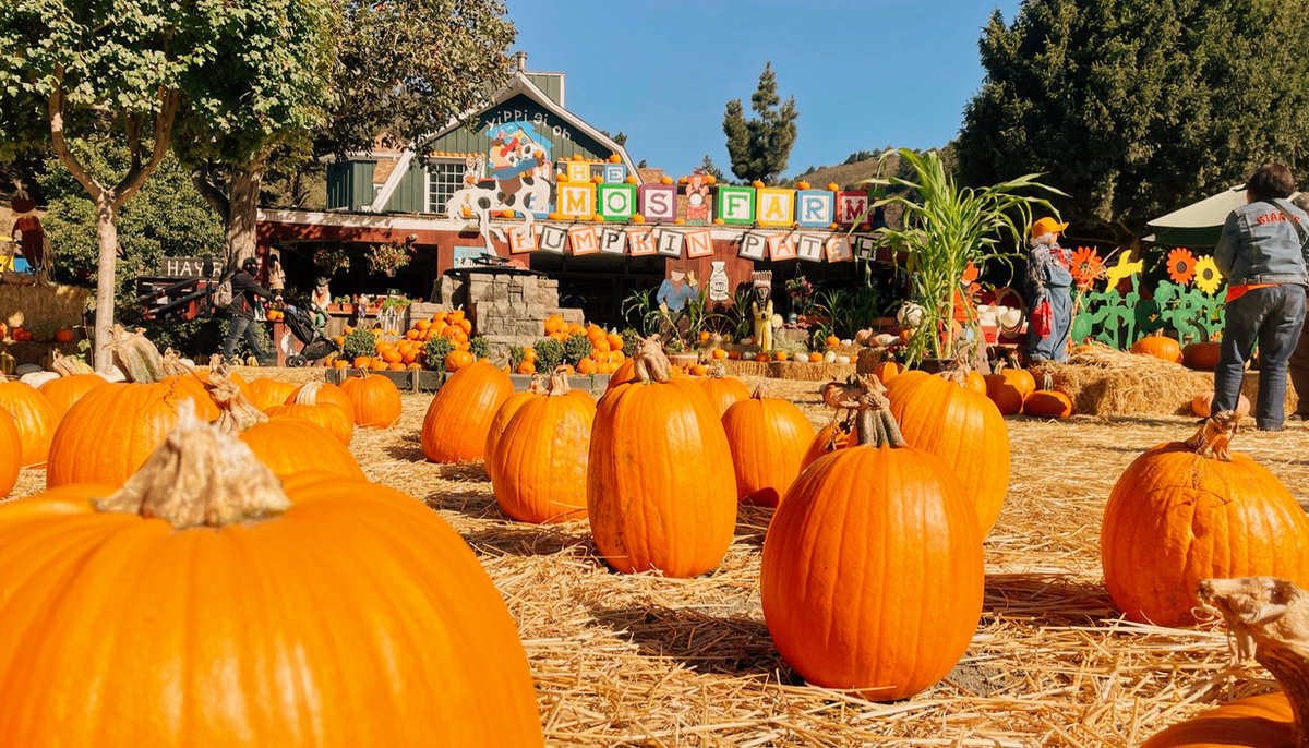 Lemos Farm Pumpkins & Halloween