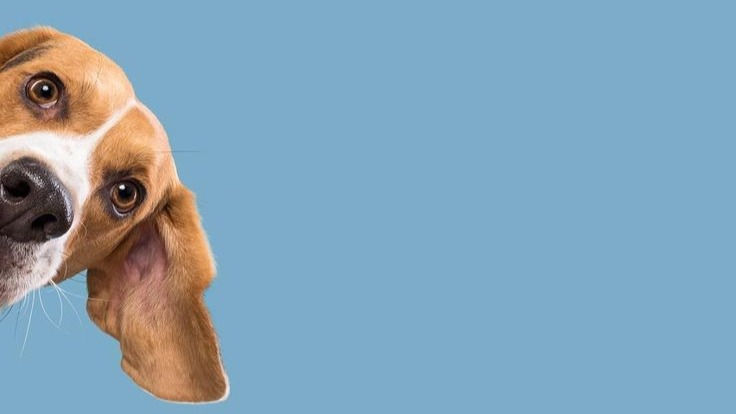 Descubra se a saúde do pet está em dia