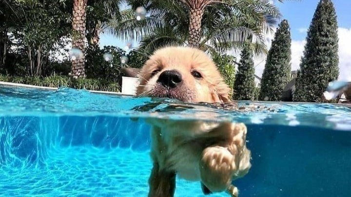 Como amenizar o calor dos cachorros? 10 dicas infalíveis