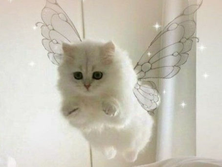 Os Gatos Desvendados: Curiosidades que tornam esses felinos ainda mais fascinantes