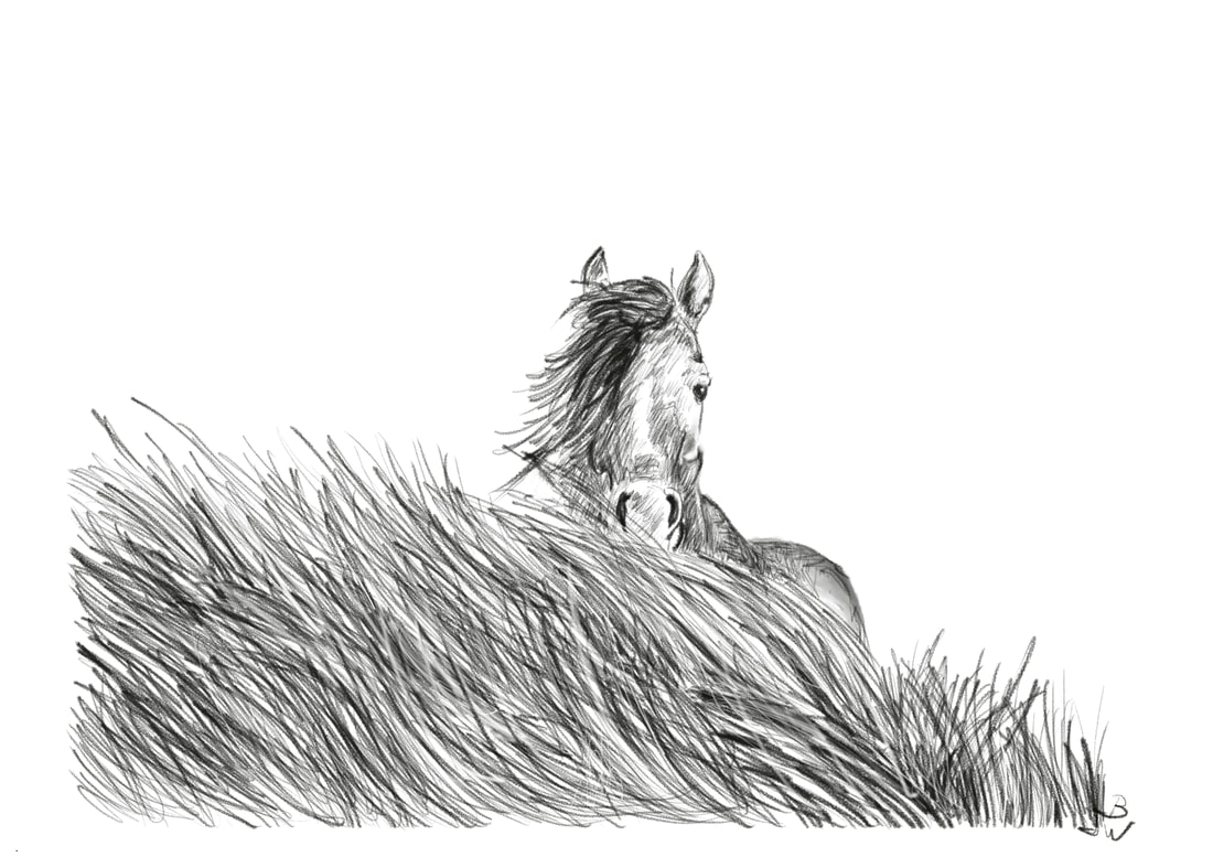 Chincoteague Pony