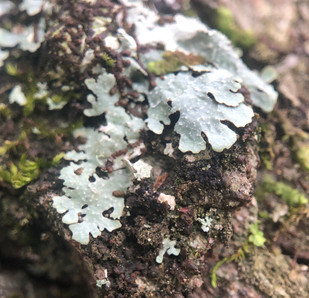 Waypoint 4 - Lichen