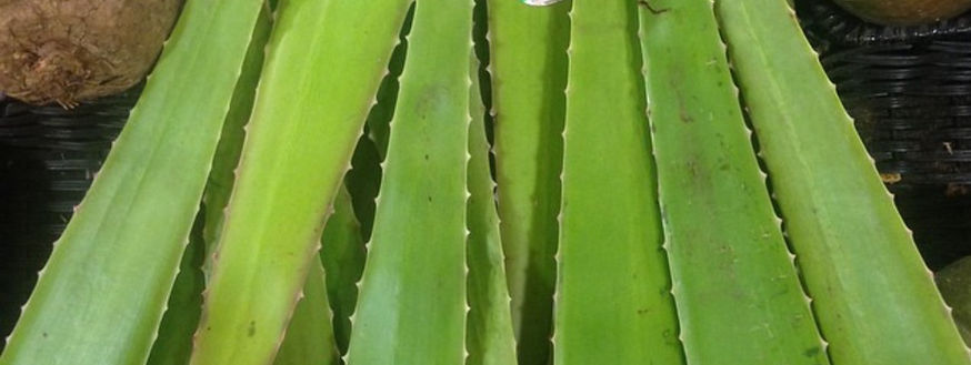 aloe