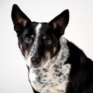Portrait of a Queensland Heeler mix on white backdrop in studio