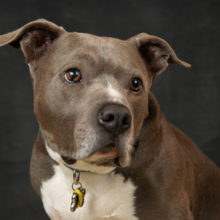 Portrait of a pitbull on a dark, hand-painted backdrop in-studio.